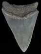 Juvenile Megalodon Tooth - Serrated Blade #62042-1